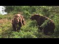 Kuril Lake / Kamchatka - Bears fighting