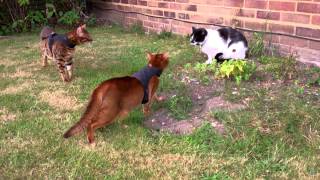 Theo Meets Reggie by FurLinedUK 1,664 views 10 years ago 2 minutes, 27 seconds