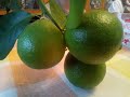 Укоренение цитрусовых. Комнатный лимон.