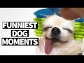 Ultimate Funny Dog Video Compilation 2019 | Best Dog Videos