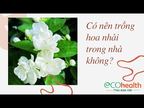 Video: Hoa nhài trong nhà: chăm sóc tại nhà