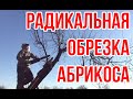 Радикальная омолаживающая обрезка абрикоса / Игорь Билевич