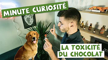 Quelle quantité de chocolat peut tuer un chien ?