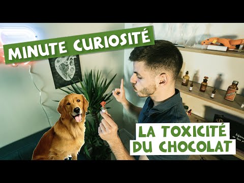 Vidéo: Quel produit chimique trouve-t-on dans le chocolat qui est toxique pour les chiens et les chats?