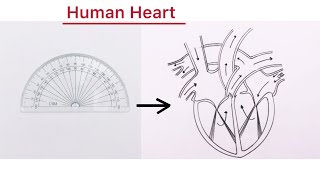 How to draw Human Heart | easy tricks step by step | Heart structure  Biology