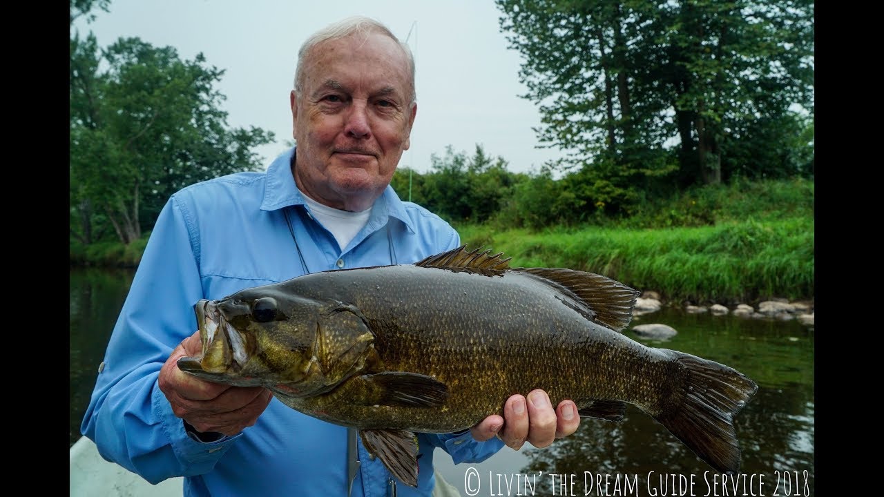 GIANT Smallmouth on the Fly Measuring 22 1/2 inches, 6lb 8 oz 