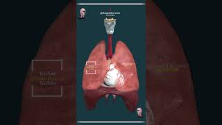 Adult heart, lung and diaphragm. 🫀💓