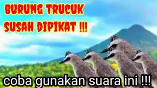 Suara Trucuk Ribut || Suara Pikat Burung Trucuk Paling Ampuh