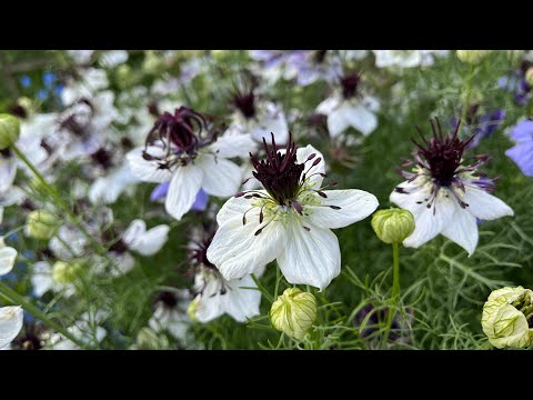 Video: Nigella Damaskus-blom: foto, plant en versorging