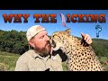 Why do cheetahs  cats groom so much  the answer is a natural survival instinct with many reasons