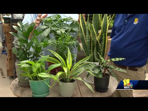 Video: Planter i sovesal - Sådan vælger du planter til indretning af dit sovesal