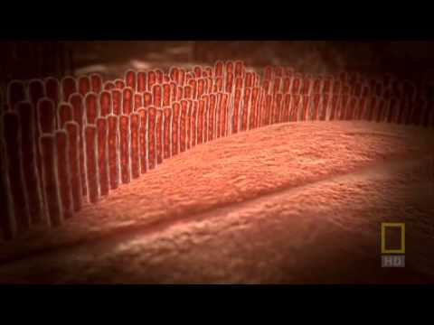 ОТ РОЖДЕНИЯ ДО СМЕРТИ