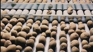 Skals grading system