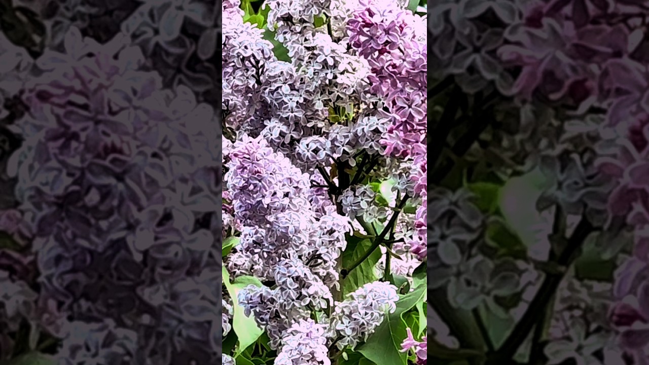 LILAC IN MOSCOW. СИРЕНЬ ЦВЕТЁТ В МОСКВЕ.
