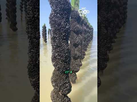 Harvesting Mussels from the Sea #shorts