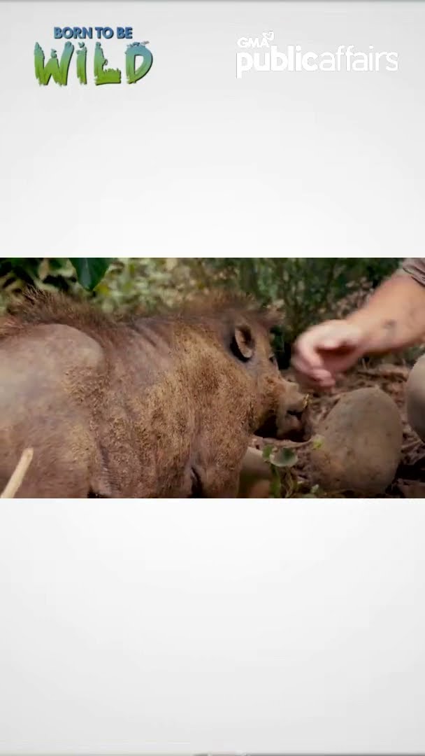Baboy ramo, nagpapa-belly rub?! #shorts | Born To Be Wild