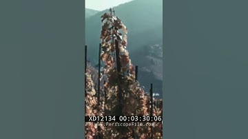 The Vineyards of Germany and the obstacles they face 🍇