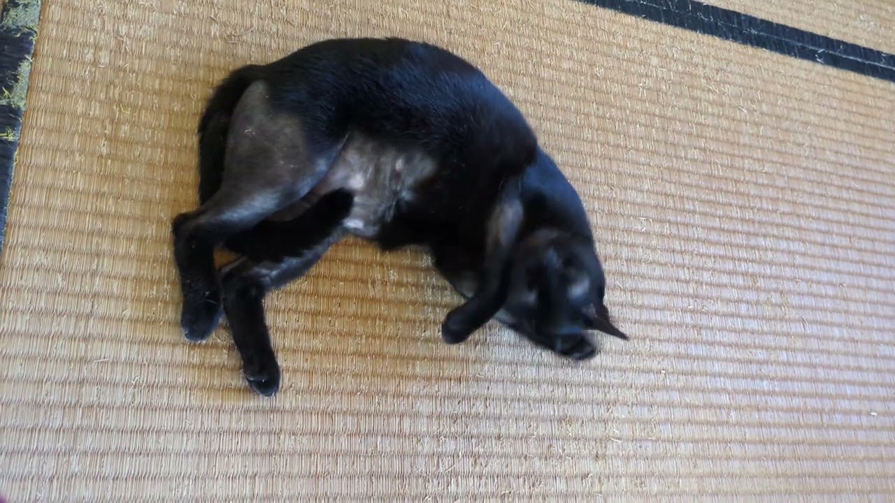 おたまこ17682😽黒たま💞ボン眠い💤