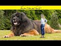 اب تک کے 20 سب سے بڑے کتے Largest Dogs Ever Caught On Camera 