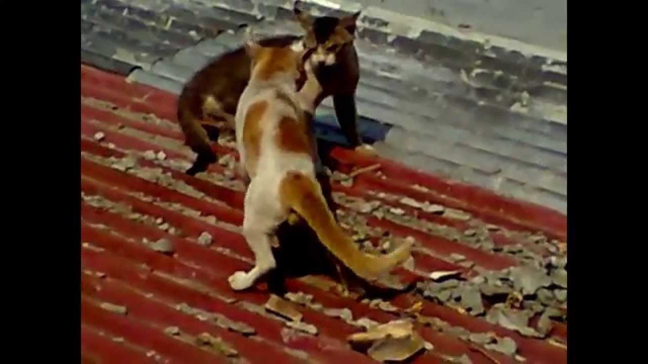 Bloody Cat Combat YouTube