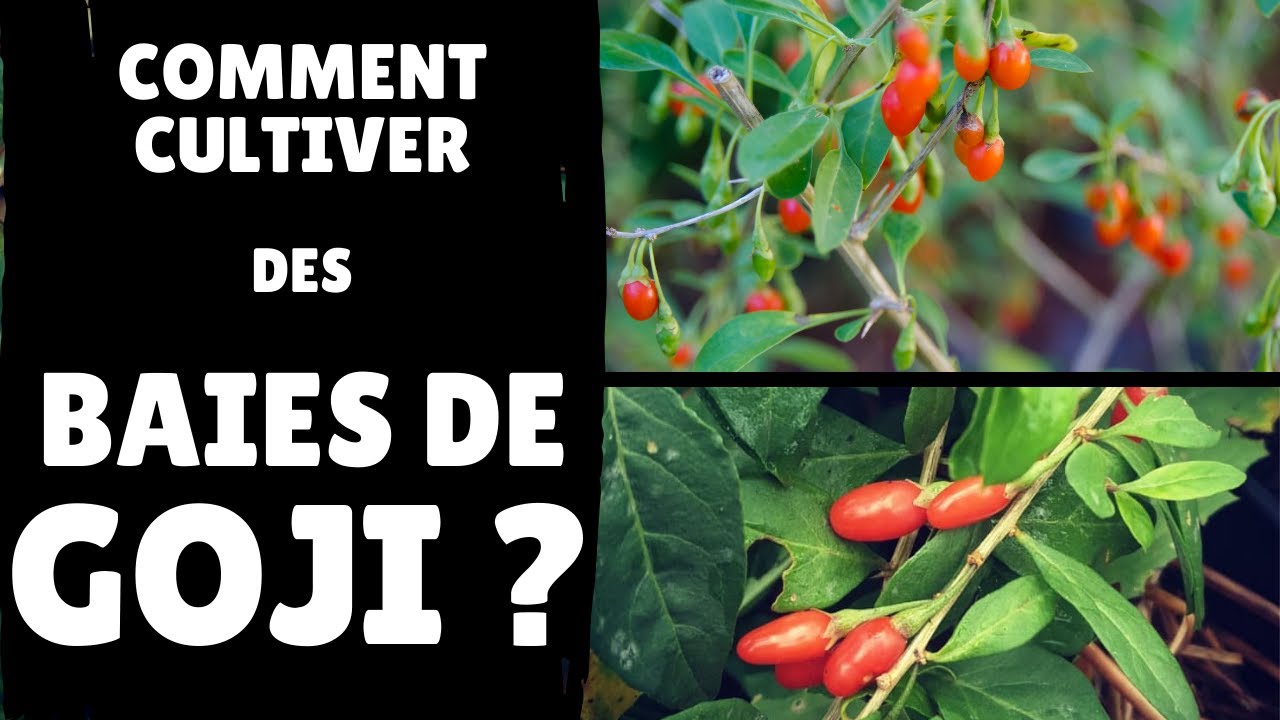 Comment tailler le goji & récolter les baies de goji du jardin ?