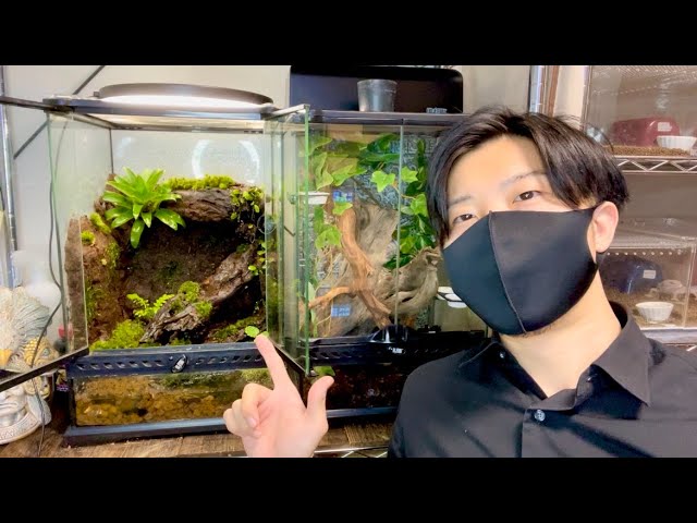 ビバリウム ヤドクガエル飼育環境の作り方 その１ I Created A Vivarium To Raise Poison Dart Frogs Youtube