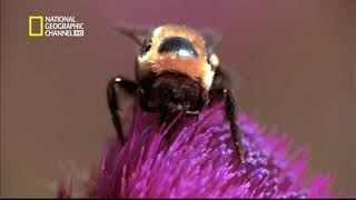 National Geographic Hd Promo Astra 19E 3122006