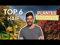TOP 6 Des plantes pour créer une haie originale et colorée