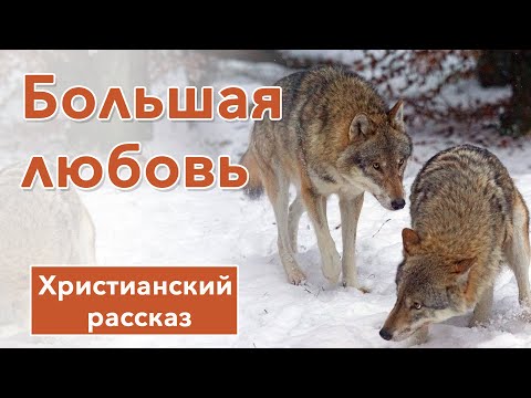 🔶 Большая любовь - ИНТЕРЕСНЫЙ ХРИСТИАНСКИЙ РАССКАЗ | Христианские рассказы
