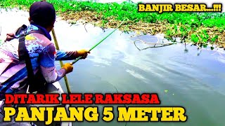 Rekor Mancing Ikan Lele Monster Terbesar Di Dunia