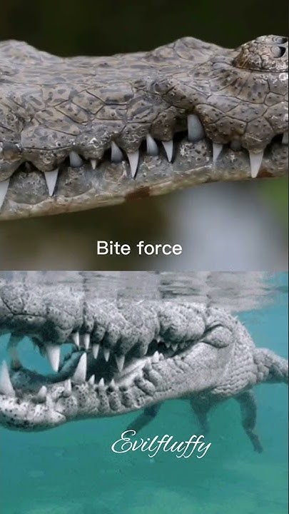 saltwater crocodile vs American alligator - YouTube