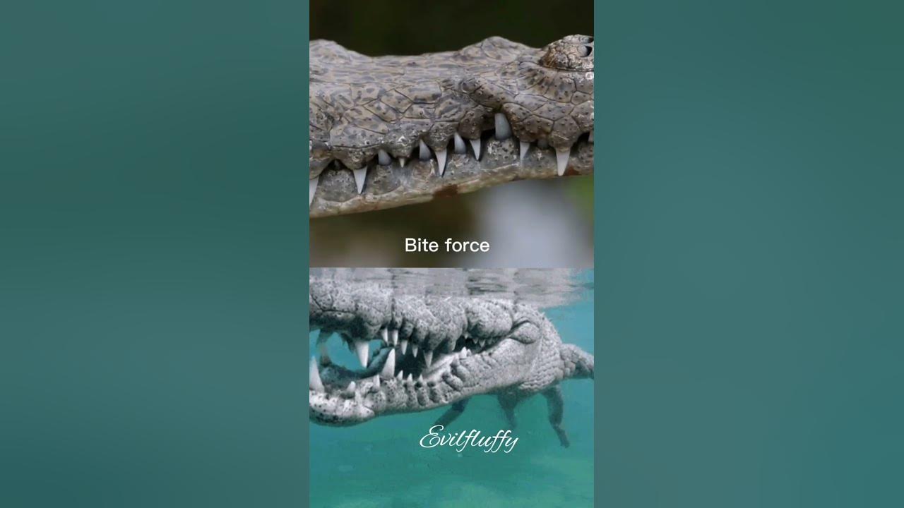 saltwater crocodile vs American alligator - YouTube