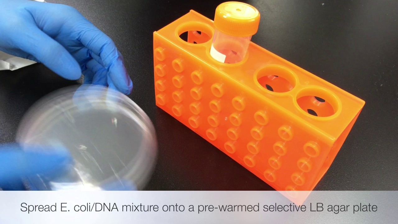 [CK1000] Champion™ E. coli Transformation Kit, 200 Rxn