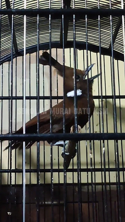 MASTERAN WAJIB CILILIN COKLAT GACOR KONSLET #cililingacor #tangkarongklet