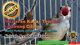 MASTERAN SUARA KAPAS TEMBAK SAMBUNG CILILIN ASLI Kristal,Jernih,& TAJAM !!! @SARONGGE KICAU