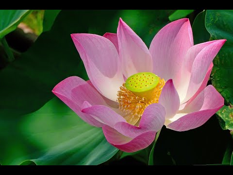 معلومات عن زهرة اللوتس
