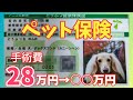 【アニコムペット保険】 治療費いくら戻ってくる！？ヘルニア手術費用公開 【カニンヘンダックスのんの】