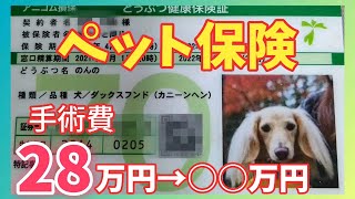 【アニコムペット保険】 治療費いくら戻ってくる！？ヘルニア手術費用公開 【カニンヘンダックスのんの】