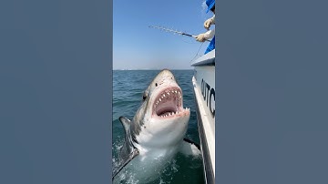 POV: You find yourself fishing for a shark when it suddenly attacks the entire crew #shark #pov #ai