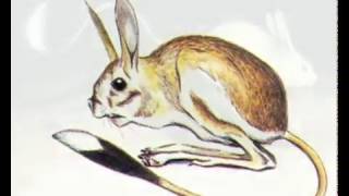 Большой тушканчик (Allactaga major) Большой тушканчик (Allactaga major)
