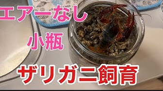ザリガニ飼育 Youtube ザリガニ飼育 Youtube