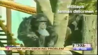 Maymunlar Sigara Içmek Zararlıdır Ceps D