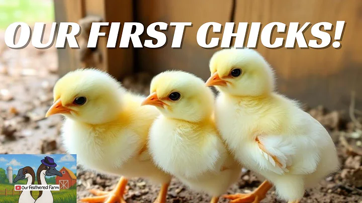 Our FIRST Baby Chicks! Beginning Our Family Homestead Journey