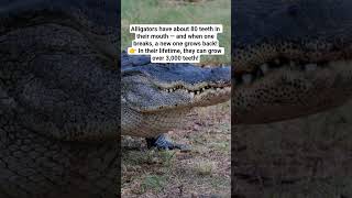 |Alligator Secrets Revealed|🐊 #wildlife#naturelovers #animalshorts