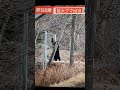 こんな巨大熊が日本にいるなんて恐ろしすぎて小便です。