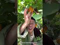 Free Apricots? Not Exactly What I Expected 🤣 #funny #memehub #facts #tremendousfacts #cartoon