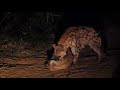 Hyena Call-up audio
