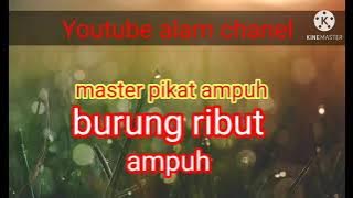 suara burung ribut 100%ampuh👍👍👍👍🏞⛰