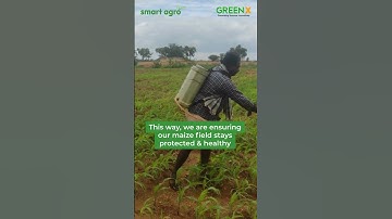 Controlling Fall Armyworm in Maize Fields | SmartAgro GreenX Sandalwood Farmland
