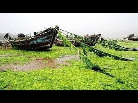 世界の痛いニュース 中国 珍事件 五輪セーリング会場の藻はアオノリだった 韓国に輸出へ Youtube